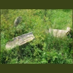 csakigorbo02.jpg
