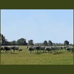 Bugac06.jpg