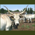 Bugac09.jpg