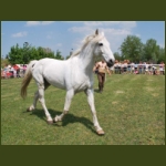lezsaklevente018.jpg