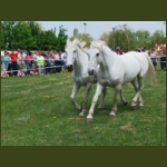 lezsaklevente058.jpg