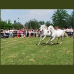 lezsaklevente059.jpg