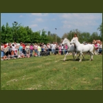 lezsaklevente074.jpg