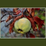 autumn005.jpg
