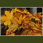 autumn006.jpg