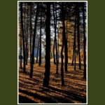 autumn007.jpg