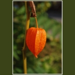 autumn009.jpg