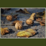 autumn010.jpg