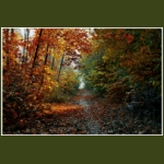 autumn012.jpg