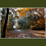 autumn019.jpg