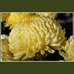 autumn020.jpg