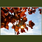 autumn021.jpg