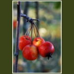 autumn022.jpg
