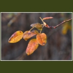 autumn024.jpg