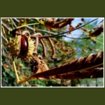 autumn029.jpg
