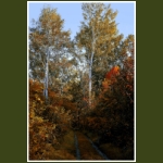 autumn033.jpg