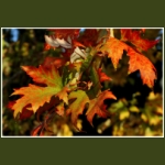 autumn034.jpg