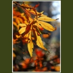 autumn036.jpg