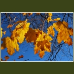 autumn038.jpg