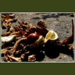 autumn039.jpg