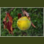 autumn042.jpg