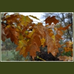 autumn044.jpg