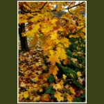 autumn045.jpg