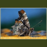 autumn046.jpg