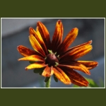 autumn050.jpg