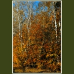 autumn051.jpg