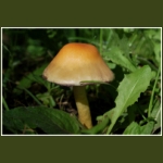 autumn053.jpg