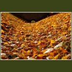 autumn054.jpg