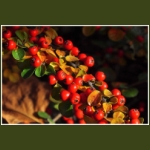 autumn056.jpg