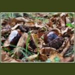 autumn058.jpg