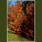 autumn059.jpg