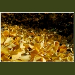 autumn060.jpg