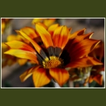 autumn062.jpg