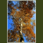 autumn065.jpg