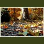 autumn069.jpg