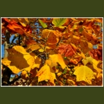 autumn071.jpg