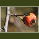 autumn073.jpg