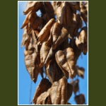 autumn075.jpg