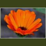 autumn076.jpg