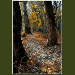 autumn078.jpg