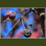 autumn079.jpg