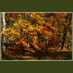 autumn081.jpg