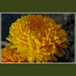 autumn082.jpg