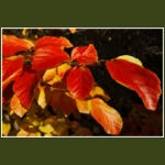 autumn083.jpg