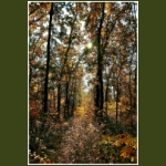 autumn093.jpg