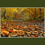 autumn096.jpg